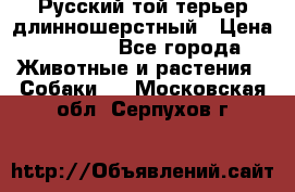 Русский той-терьер длинношерстный › Цена ­ 7 000 - Все города Животные и растения » Собаки   . Московская обл.,Серпухов г.